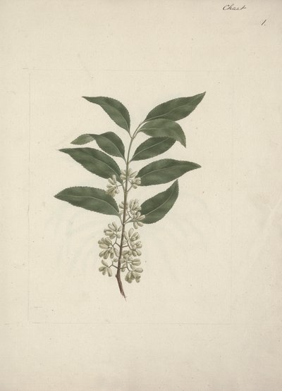Catha edulis Forssk. (Khath) : dessin fini - Luigi Balugani
