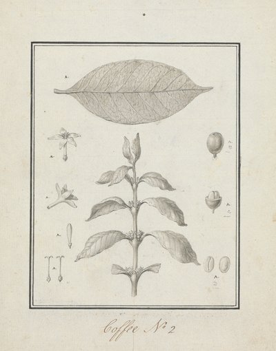 Coffea arabica L. (Caféier Arabica) : dessin fini d