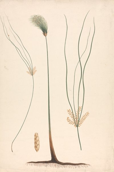 Cyperus papyrus L. (Papyrus Sedge) : dessin fini de la tige et de la tête florale, avec détails de l