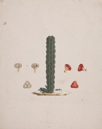 Euphorbia abyssinica J.F. Gmel. (Euphorbe d
