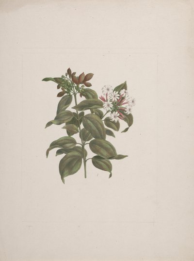 Jasminum dichotomun Vahl (jasmin africain) : dessin fini - Luigi Balugani