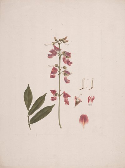 Millettia ferruginea (Hochst.) Baker : dessin fini avec quelques détails exclus - Luigi Balugani