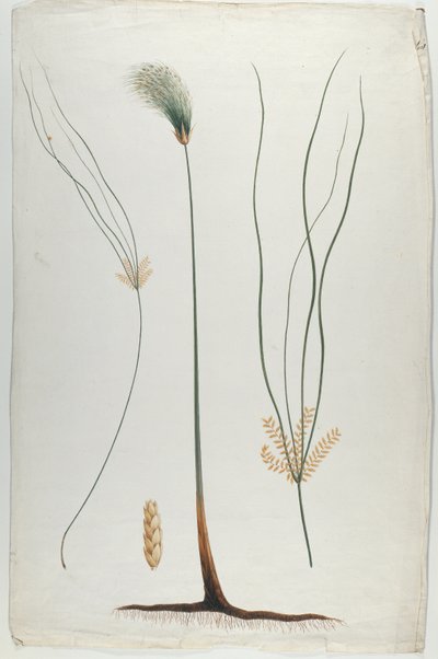 Papyrus (Détail de la plante et de la racine), d