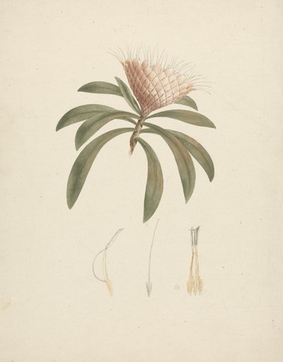 Protea gaguedi J.F. Gmel. (Protea) : dessin fini avec détails floraux - Luigi Balugani