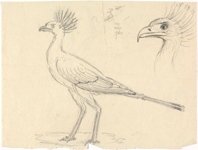 Oiseau secrétaire - Luigi Balugani