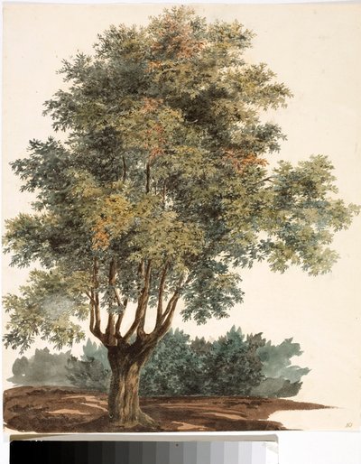 Arbre - Luigi Garibbo