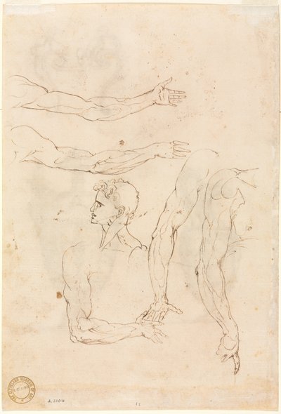 Croquis de cinq bras et une tête verso, milieu des années 1500 - Luzio Romano