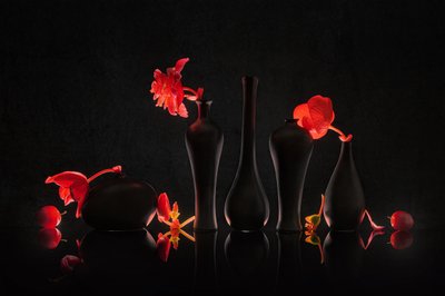 Fleurs cramoisies dans des vases noirs - Lydia Jacobs