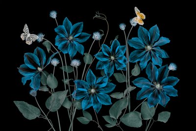  - Lydia Jacobs