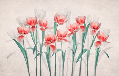 Tulipes roses éthérées - Lydia Jacobs