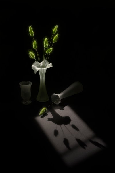 Plantes vertes et ombre d