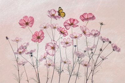  - Lydia Jacobs