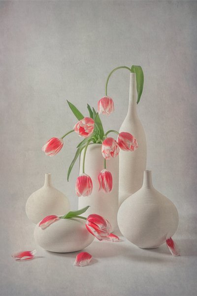 Tulipes rose pâle - Lydia Jacobs