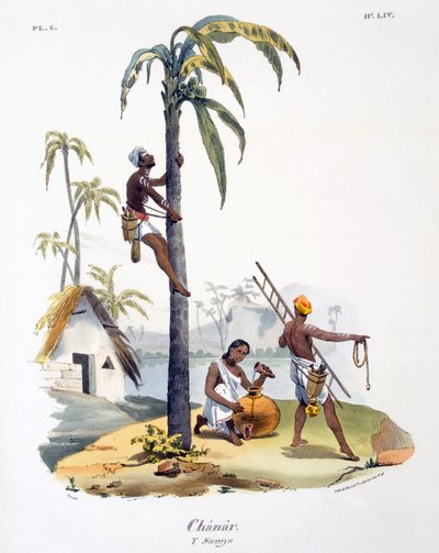 Un homme de la caste Nadar grimpant à un palmier, 1827-35 - M.E. Burnouf