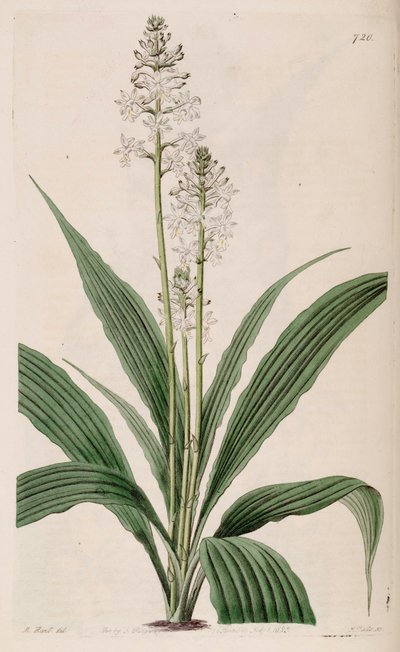 Illustration de Calanthe triplicata (comme syn. Calanthe veratrifolia) (plante) - M. Hart