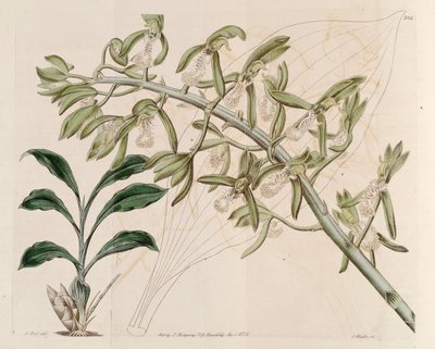 Illustration de Catasetum cristatum - M. Hart
