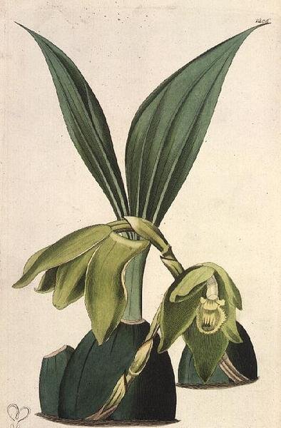 Orchidée : Maxillaria ciliaris, par M. Hart (fl.1829), publié par I. Ridgway - M. Hart