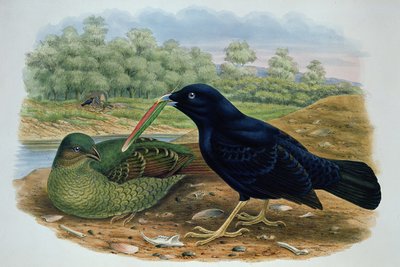 Ptilonorhyncus Violaceus, Oiseau à berceau satiné - M. Hart