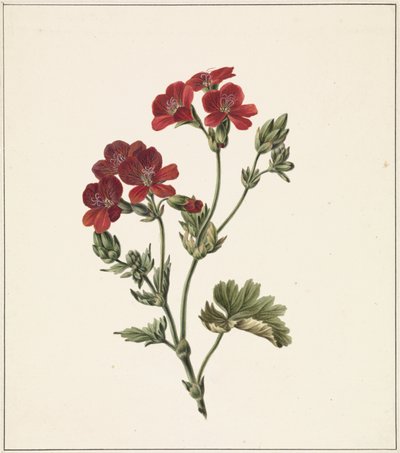 Fleur rouge - M. de Gijselaar