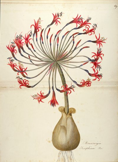 Lys de Joséphine (Brunsvigia josephinae), Amaryllidaceae - Maddalena Lisa Mussino