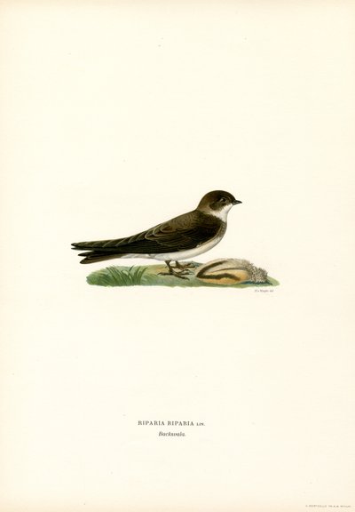 Hirondelle de rivage (lithographie en couleur) - Magnus Ferdinand and Wilhelm von Wright