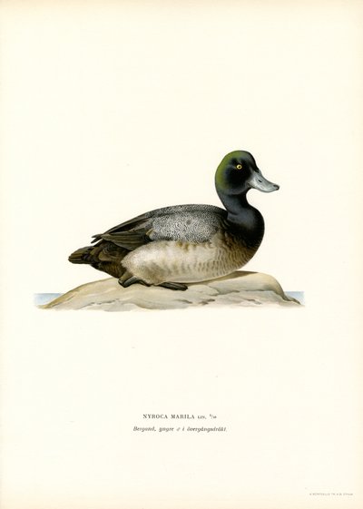 Fuligule à tête noire - Magnus Ferdinand and Wilhelm von Wright