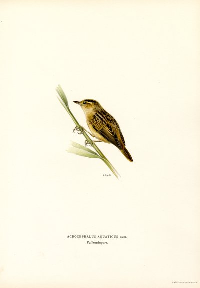 Phragmite aquatique - Magnus Ferdinand and Wilhelm von Wright