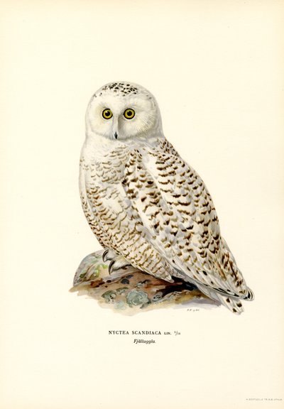 Harfang des neiges - Magnus Ferdinand and Wilhelm von Wright