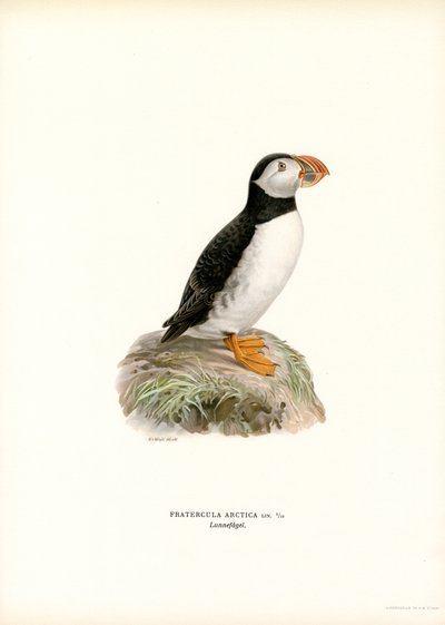 Macareux Moine - Magnus Ferdinand and Wilhelm von Wright