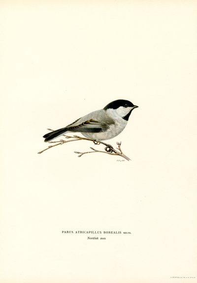 Mésange à tête noire - Magnus Ferdinand and Wilhelm von Wright
