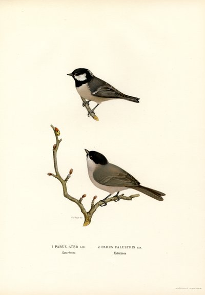 Mésange huppée (lithographie en couleur) - Magnus Ferdinand and Wilhelm von Wright