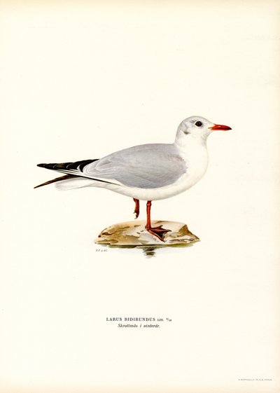 Mouette rieuse - Magnus Ferdinand and Wilhelm von Wright