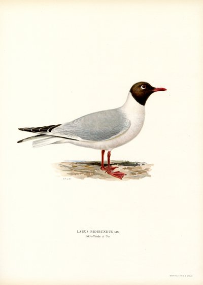 Mouette rieuse - Magnus Ferdinand and Wilhelm von Wright