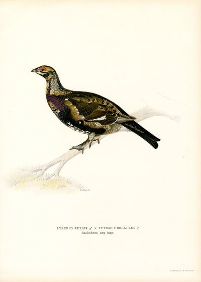 Tétras lyre x Grand tétras - Magnus Ferdinand and Wilhelm von Wright