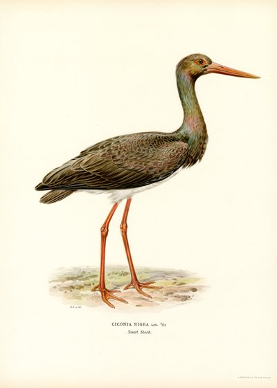 Cigogne noire - Magnus Ferdinand and Wilhelm von Wright
