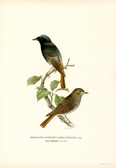 Traquet rieur - Magnus Ferdinand and Wilhelm von Wright