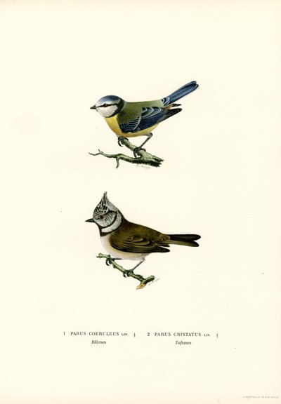 Mésange bleue - Magnus Ferdinand and Wilhelm von Wright