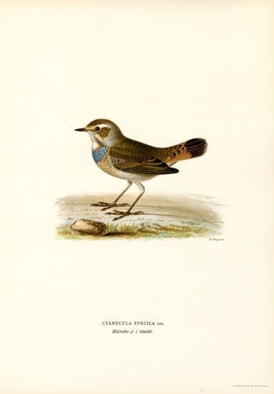 Gorgebleue à miroir - Magnus Ferdinand and Wilhelm von Wright
