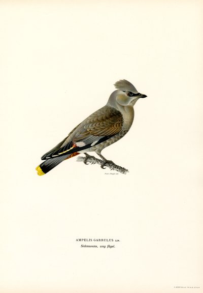 Jaseur boréal (lithographie en couleur) - Magnus Ferdinand and Wilhelm von Wright