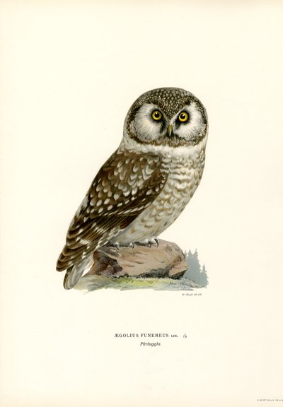 Chouette boréale - Magnus Ferdinand and Wilhelm von Wright