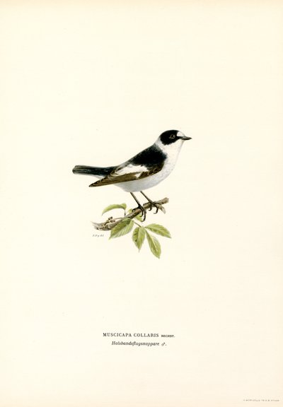 Gobemouche à collier (lithographie en couleur) - Magnus Ferdinand and Wilhelm von Wright