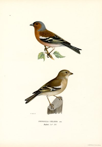Pinson des arbres (lithographie en couleur) - Magnus Ferdinand and Wilhelm von Wright