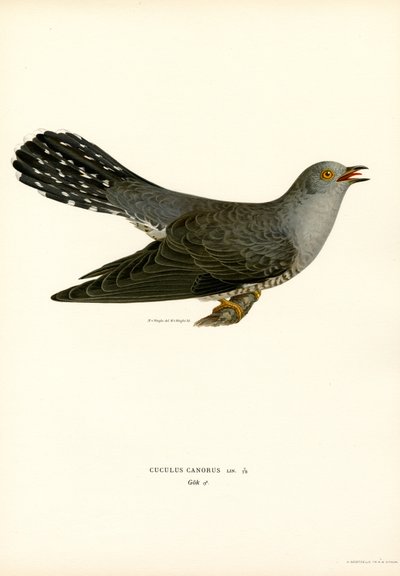 Coucou gris - Magnus Ferdinand and Wilhelm von Wright