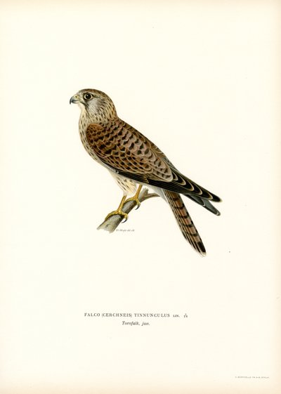 Faucon crécerelle - Magnus Ferdinand and Wilhelm von Wright