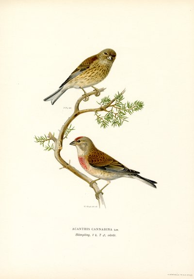 Linotte mélodieuse - Magnus Ferdinand and Wilhelm von Wright