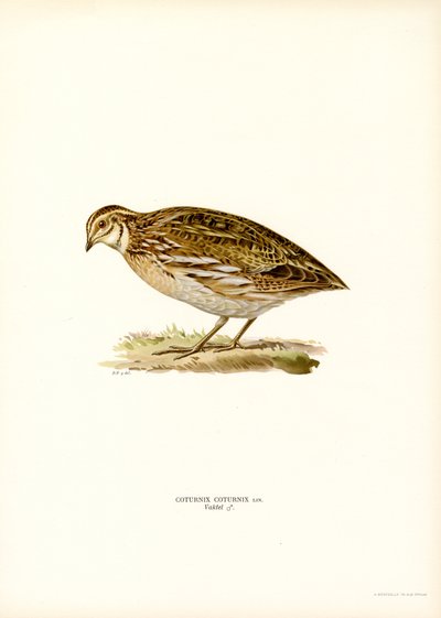 Caille des blés - Magnus Ferdinand and Wilhelm von Wright