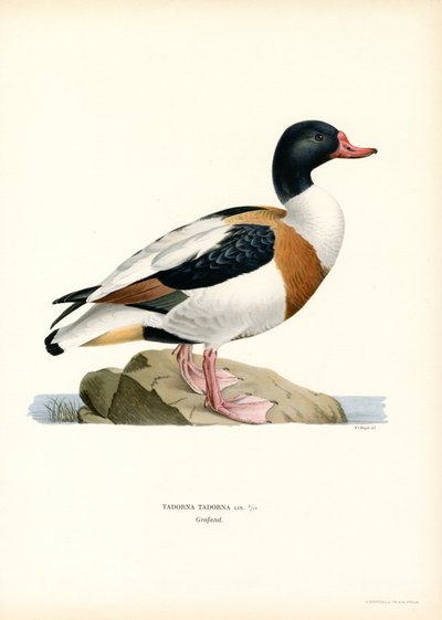 Tadorne de Belon - Magnus Ferdinand and Wilhelm von Wright