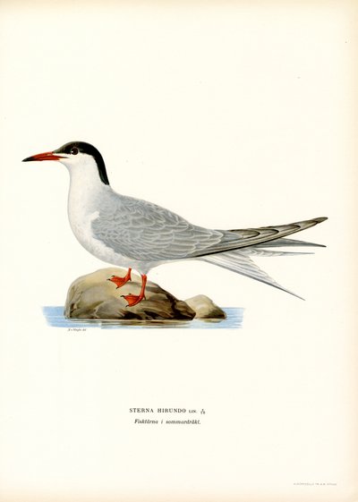 Sterne commune - Magnus Ferdinand and Wilhelm von Wright