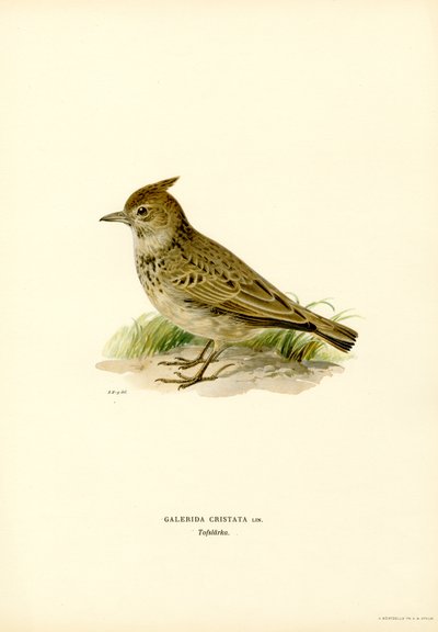 Cochevis huppé (lithographie en couleur) - Magnus Ferdinand and Wilhelm von Wright