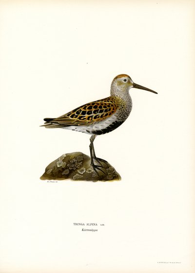 Bécasseau variable - Magnus Ferdinand and Wilhelm von Wright